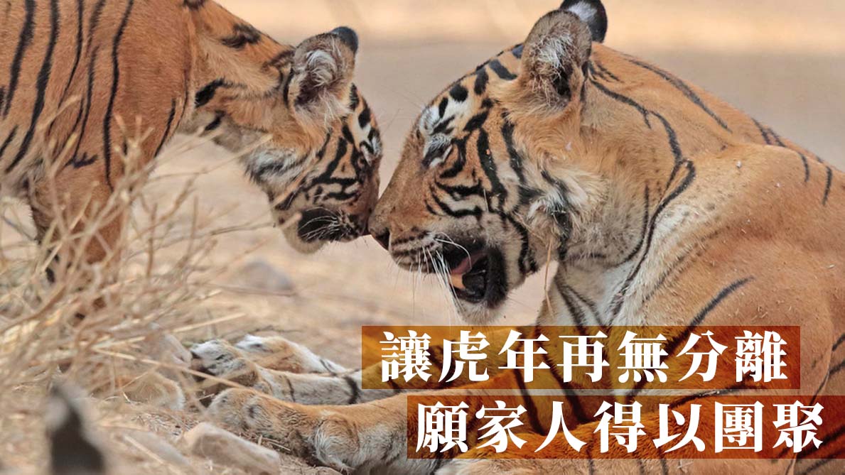WWF_捐助老虎