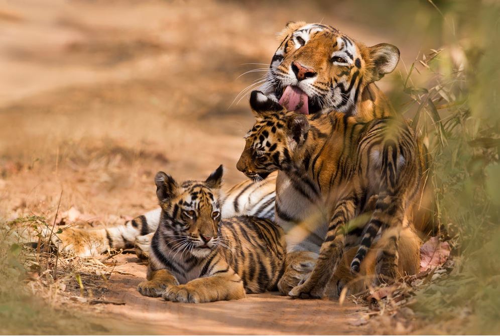 WWF_捐助老虎