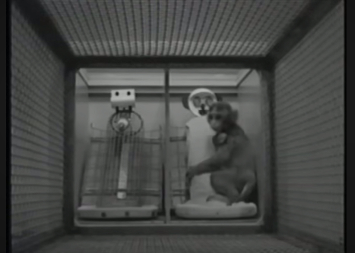 從小獼猴Panchi 看:依附理論如何培養孩子心理韌性? 恆河猴實驗-依附理論