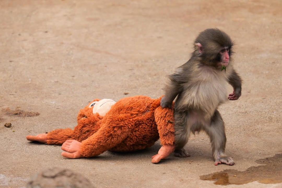 從小獼猴Panchi 看:依附理論如何培養孩子心理韌性? 小獼猴Panchi緊抱猩猩布偶,探索依附與心理韌性